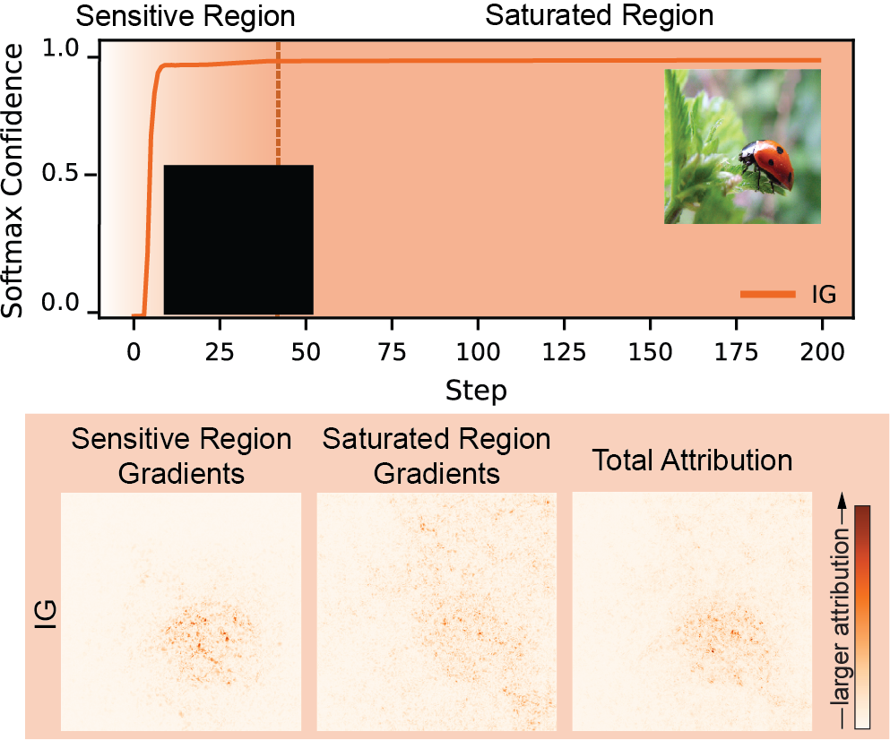 Saturation along attribution paths